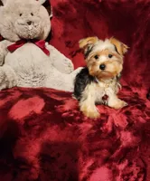LOKI, a male Yorkshire Terrier for sale in Polk City, FL – 8 of 10