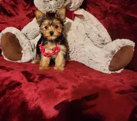PIPPA, a female Yorkshire Terrier for sale in Polk City, FL – 10 of 10