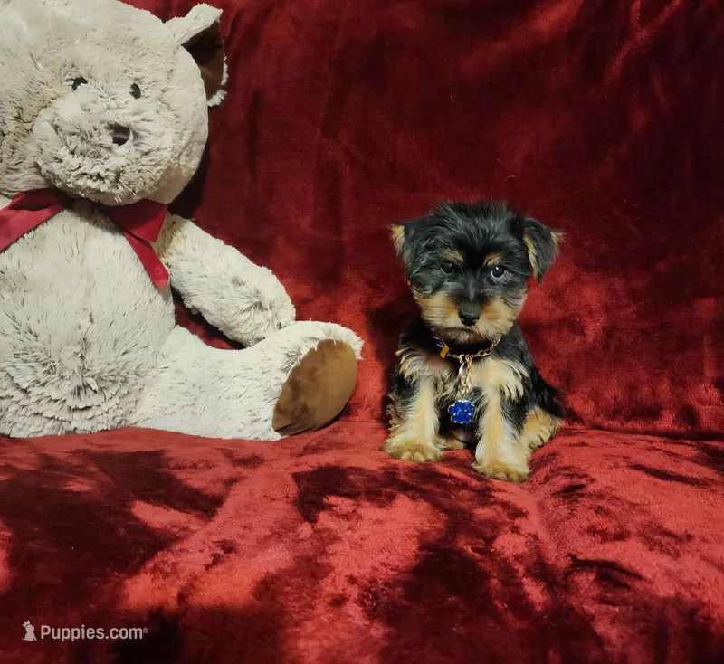 MUGSY – Yorkshire Terrier puppy for sale in Polk City, FL