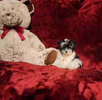 PIPPA, a female Yorkshire Terrier for sale in Polk City, FL – 3 of 10