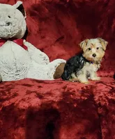 LUCA, a male Yorkshire Terrier for sale in Polk City, FL – 2 of 10