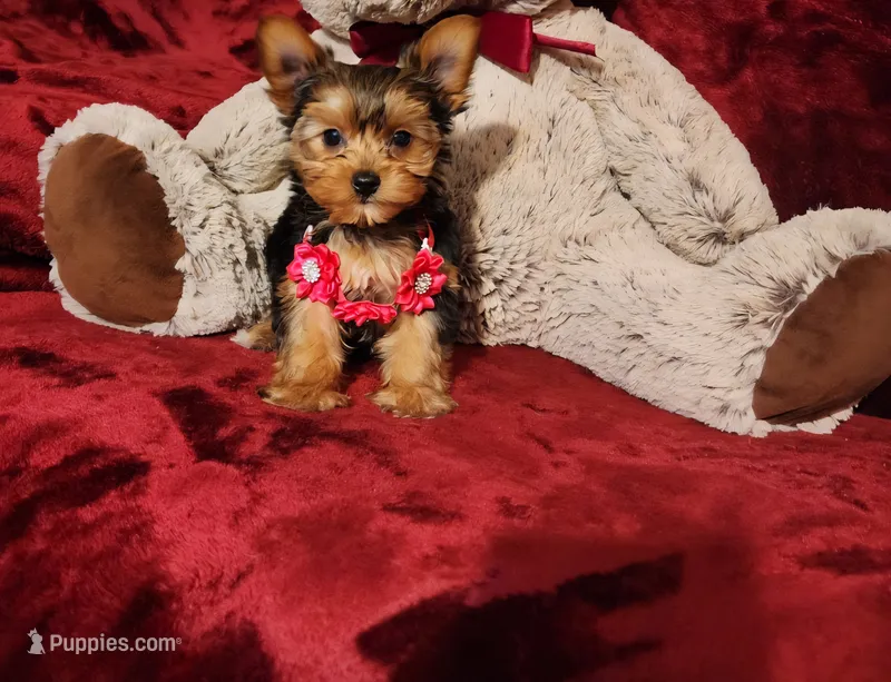 PIPPA – Yorkshire Terrier puppy for sale in Polk City, FL