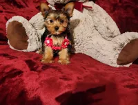 PIPPA, a female Yorkshire Terrier for sale in Polk City, FL – 1 of 10