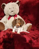 KODA, a male Miniature Dachshund for sale in Polk City, FL – 5 of 10