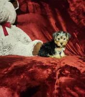 KOBE, a male Yorkshire Terrier for sale in Polk City, FL – 3 of 10