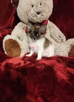 MACY, a female Chihuahua for sale in Polk City, FL – 3 of 10