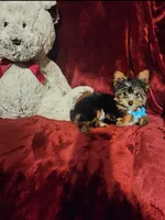 KNOX, a male Yorkshire Terrier for sale in Polk City, FL – 7 of 10