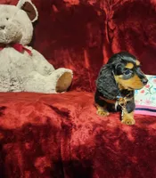 DUTTON, a male Miniature Dachshund for sale in Polk City, FL – 4 of 10