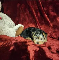 KODY, a male Yorkshire Terrier for sale in Polk City, FL – 5 of 10