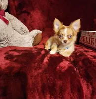 MANGO, a male Chihuahua for sale in Polk City, FL – 9 of 10