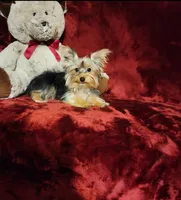 TILLY, a female Yorkshire Terrier for sale in Polk City, FL – 2 of 10