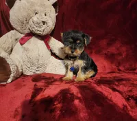 MUGSY, a male Yorkshire Terrier for sale in Polk City, FL – 10 of 10
