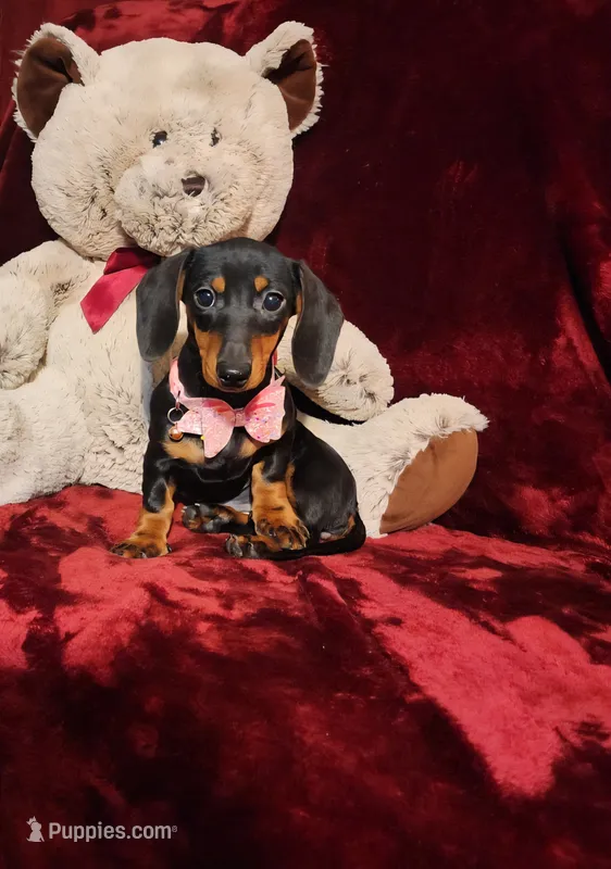 STELLA – Miniature Dachshund puppy for sale in Polk City, FL