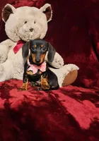 STELLA, a female Miniature Dachshund for sale in Polk City, FL – 1 of 10