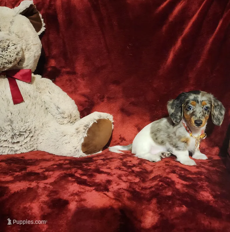 SILVIE – Miniature Dachshund puppy for sale in Polk City, FL