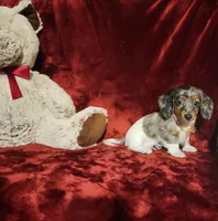 SILVIE, a female Miniature Dachshund for sale in Polk City, FL – 5 of 10