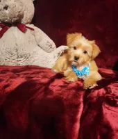 TUCKER , a male Yorkshire Terrier for sale in Polk City, FL – 6 of 10