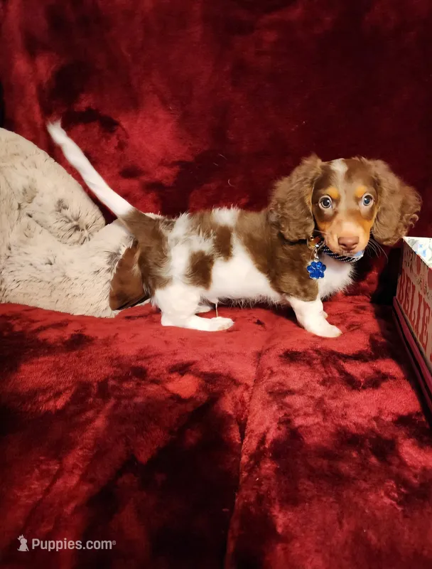 KODA – Miniature Dachshund puppy for sale in Polk City, FL