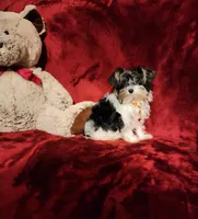 PIPPA , a female Yorkshire Terrier for sale in Polk City, FL – 4 of 10