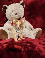 MANGO, a male Chihuahua for sale in Polk City, FL – 10 of 10