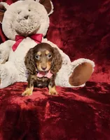 KISSES, a female Miniature Dachshund for sale in Polk City, FL – Photo 9 of 10
