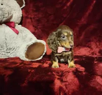 KISSES, a female Miniature Dachshund for sale in Polk City, FL – Photo 3 of 10