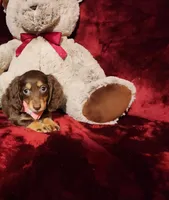 KISSES, a female Miniature Dachshund for sale in Polk City, FL – Photo 4 of 10