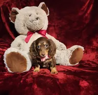 KISSES, a female Miniature Dachshund for sale in Polk City, FL – Photo 1 of 10