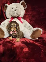 KISSES, a female Miniature Dachshund for sale in Polk City, FL – Photo 8 of 10