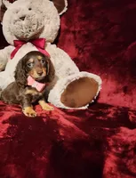 KISSES, a female Miniature Dachshund for sale in Polk City, FL – Photo 5 of 10