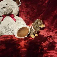 KISSES, a female Miniature Dachshund for sale in Polk City, FL – Photo 2 of 10