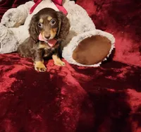 KISSES, a female Miniature Dachshund for sale in Polk City, FL – Photo 6 of 10