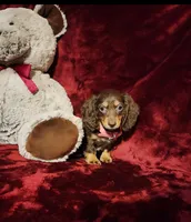 KISSES, a female Miniature Dachshund for sale in Polk City, FL – Photo 10 of 10