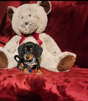 JASPER, a male Miniature Dachshund for sale in Polk City, FL – 5 of 10