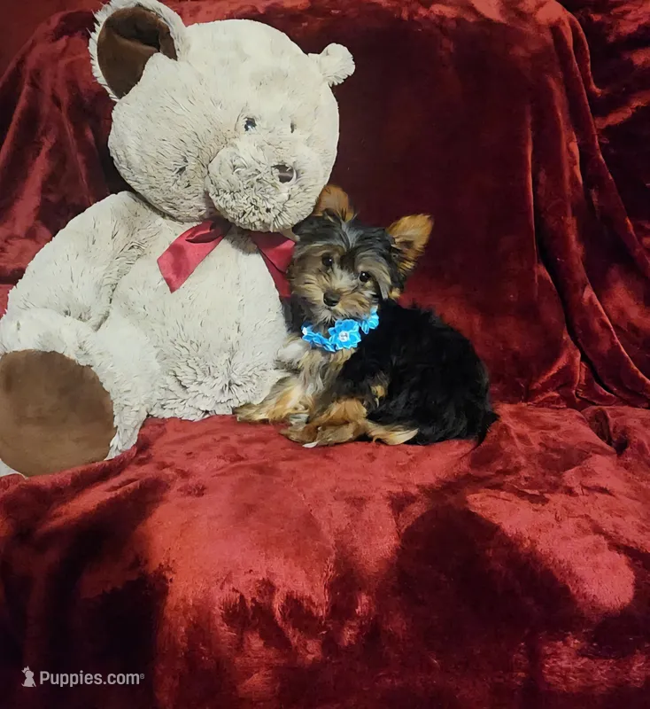 KNOX – Yorkshire Terrier puppy for sale in Polk City, FL