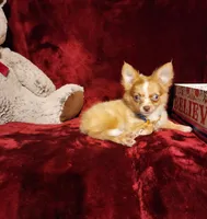 MANGO, a male Chihuahua for sale in Polk City, FL – 7 of 10