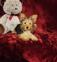 ZOE, a female Yorkshire Terrier for sale in Polk City, FL – 4 of 10
