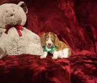 MAVERICK, a male Miniature Dachshund for sale in Polk City, FL – 6 of 10