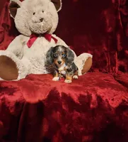 HUCKLEBERRY, a male Miniature Dachshund for sale in Polk City, FL – 2 of 10