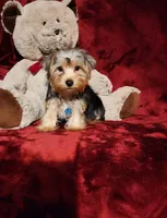 KOBE, a male Yorkshire Terrier for sale in Polk City, FL – 10 of 10