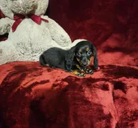 WALKER, a male Miniature Dachshund for sale in Polk City, FL – 8 of 10