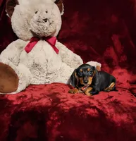 MAGGIE , a female Miniature Dachshund for sale in Polk City, FL – 7 of 10