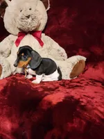 MAVERICK, a male Miniature Dachshund for sale in Polk City, FL – 6 of 10