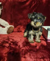 BEAR BEAR , a male Yorkshire Terrier for sale in Polk City, FL – 8 of 10