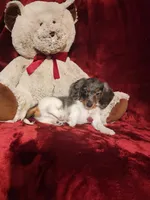 STERLING, a male Miniature Dachshund for sale in Polk City, FL – 7 of 10