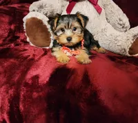 CHLOE, a female Yorkshire Terrier for sale in Polk City, FL – 2 of 10