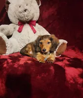 SUTTON, a male Miniature Dachshund for sale in Polk City, FL – 9 of 10