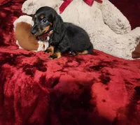 WALKER, a male Miniature Dachshund for sale in Polk City, FL – 9 of 10