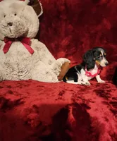 JOSIE, a female Miniature Dachshund for sale in Polk City, FL – 7 of 10
