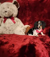 JOSIE, a female Miniature Dachshund for sale in Polk City, FL – 8 of 10
